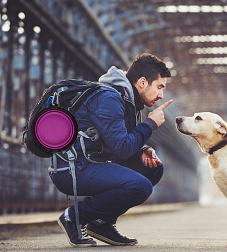 Large Collapsible Dog Bowls, 34Oz Travel Water Food Bowls Portable Foldable Collapse Dishes with Carabiner Clip for Traveling, Hiking, Walking, 2 Pack